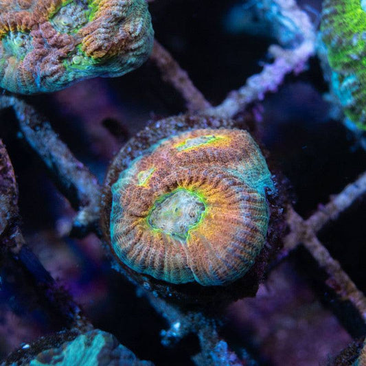 ACI Cultured Drunk Monkey Dipsastraea - AquaGemCorals