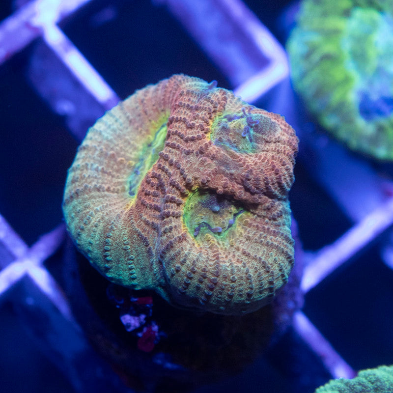 ACI Cultured Drunk Monkey Dipsastraea - AquaGemCorals