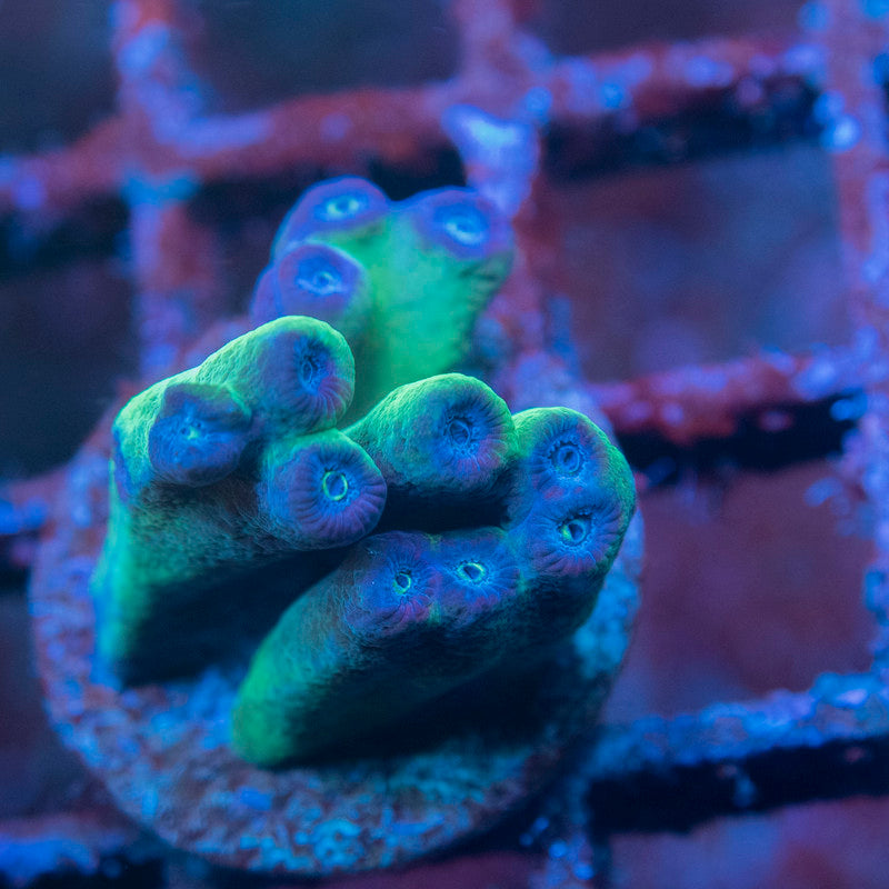 ACI Cultured Hero Turbinaria Coral