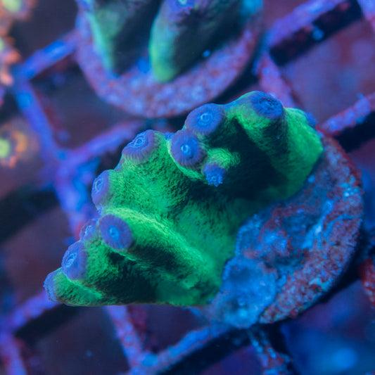 ACI Cultured Hero Turbinaria Coral