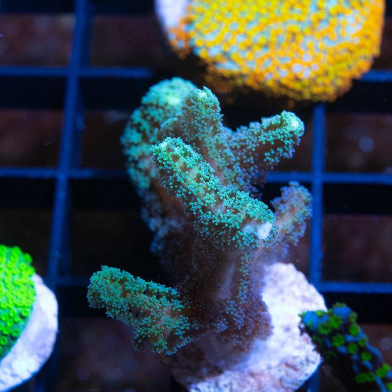 ACI Cultured Neon Green guttatus Seriatopora - AquaGemCorals