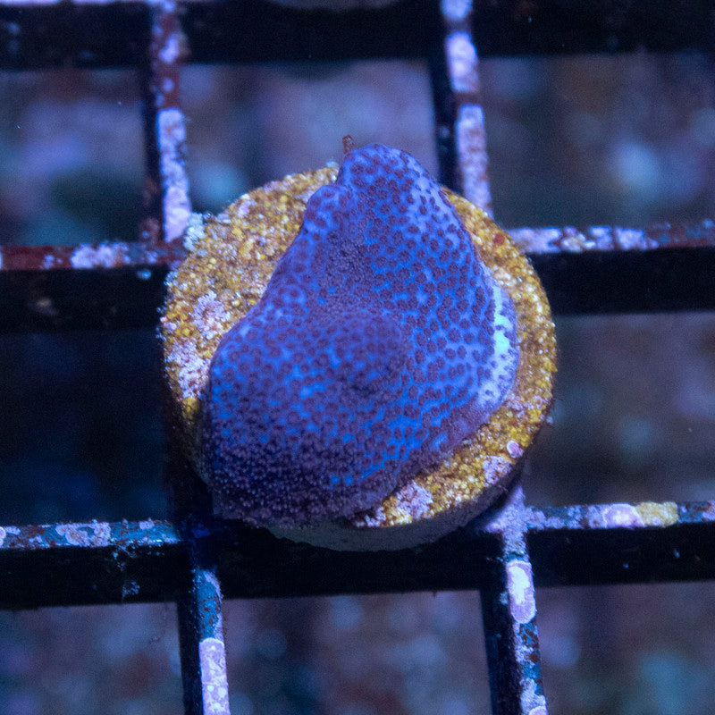 ACI Cultured Purple Haze Montipora