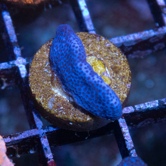 ACI Cultured Purple Haze Montipora