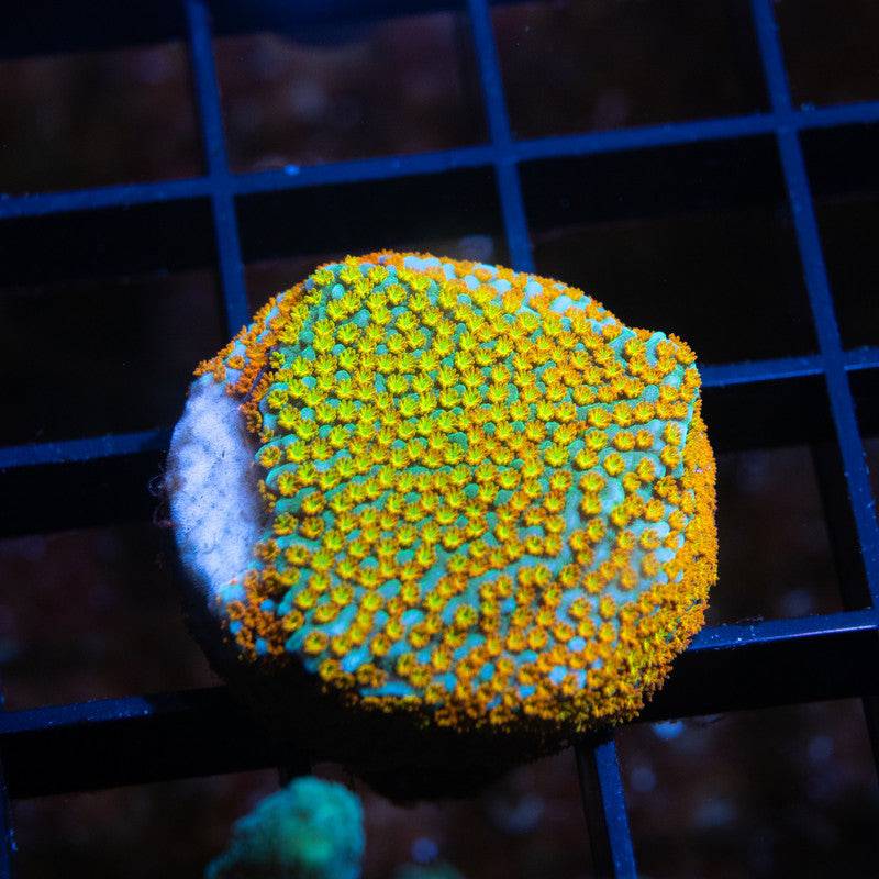 ACI Cultured Tropic Thunder Montiopora - AquaGemCorals