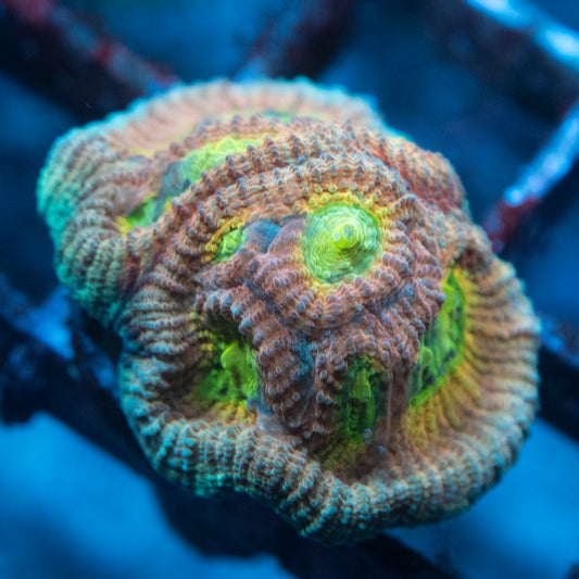 ACI Drunkin Monkey Dipastrea