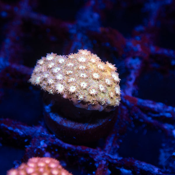 ACI Golden Girls Cyphastrea Coral