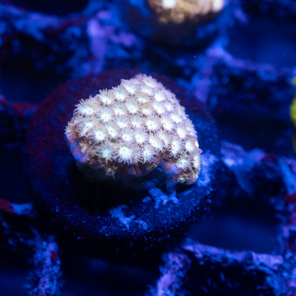 ACI Golden Girls Cyphastrea Coral