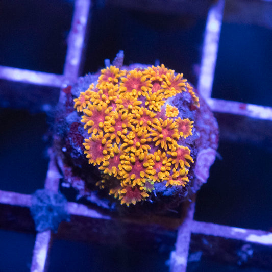 ACI Laffy Taffy Goniopora - AquaGemCorals