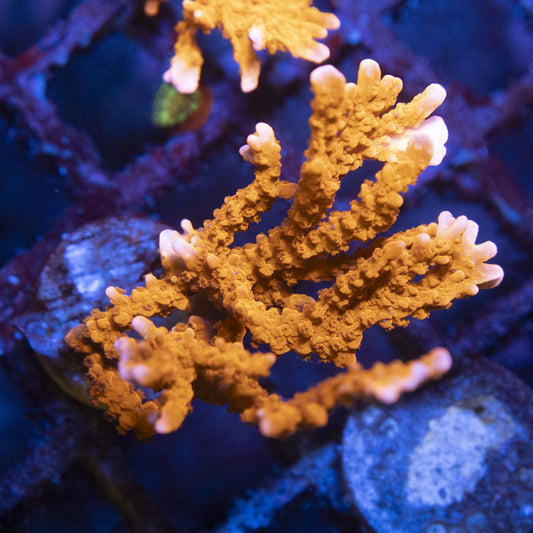 ACI Manila Spy Monti