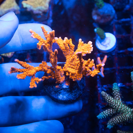 ACI Manilia Spy Montiopora Coral