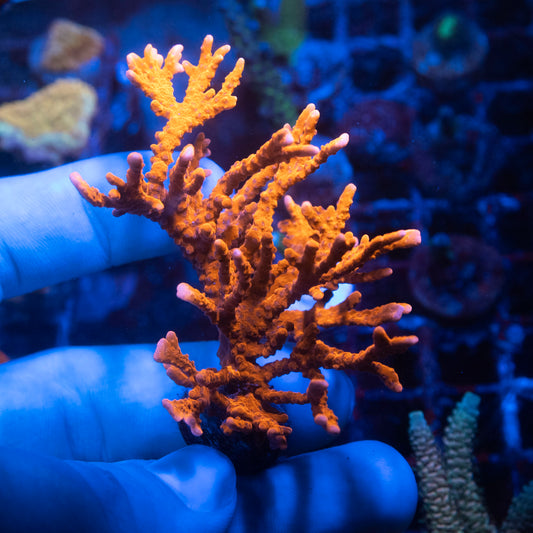 ACI Manilia Spy Montiopora Coral