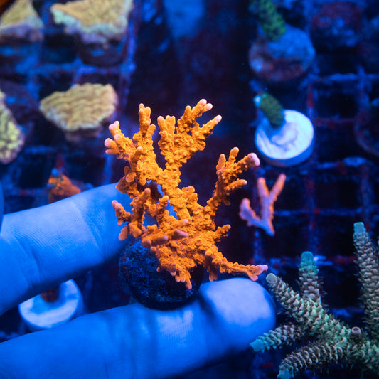 ACI Manilia Spy Montiopora Coral