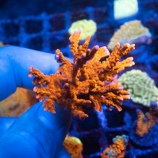 ACI Manilia Spy Montiopora Coral