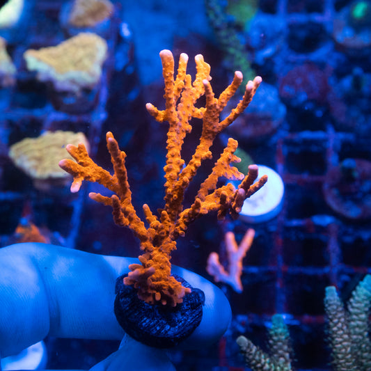 ACI Manilia Spy Montiopora Coral