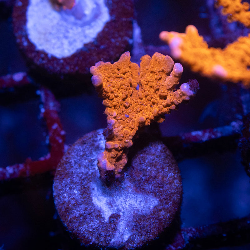 ACI Manilla spy monti - AquaGemCorals