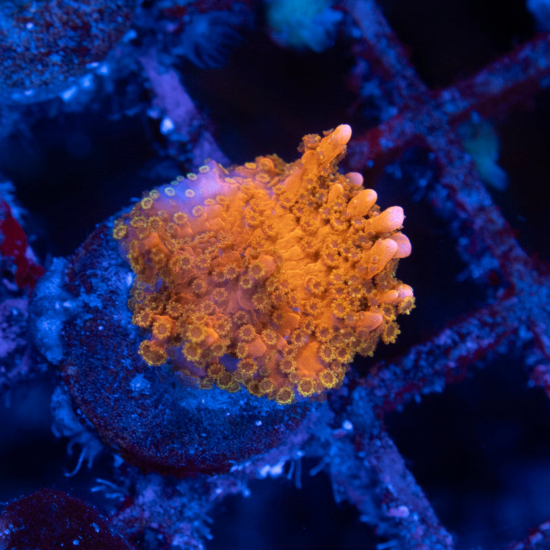 ACI Manilla spy monti - AquaGemCorals