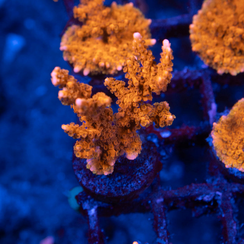 ACI Manilla spy monti - AquaGemCorals