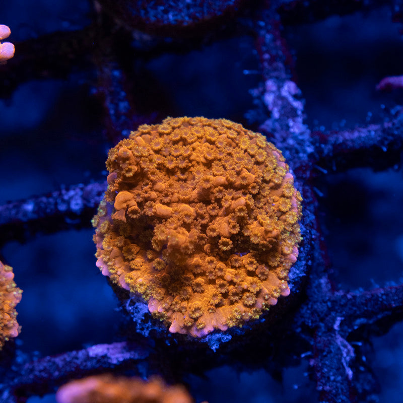 ACI Manilla spy monti - AquaGemCorals