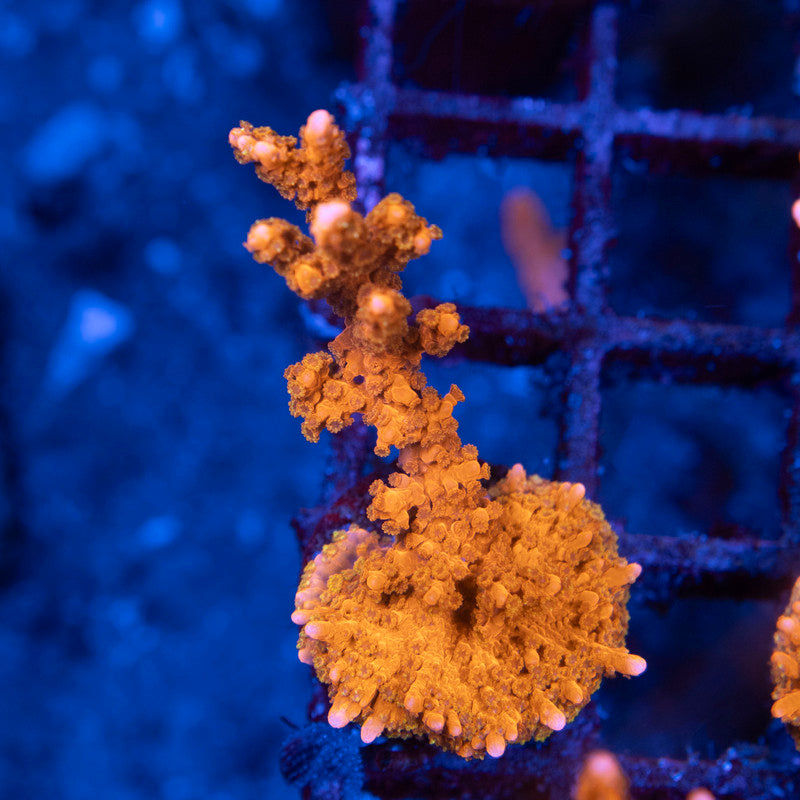 ACI Manilla spy monti - AquaGemCorals
