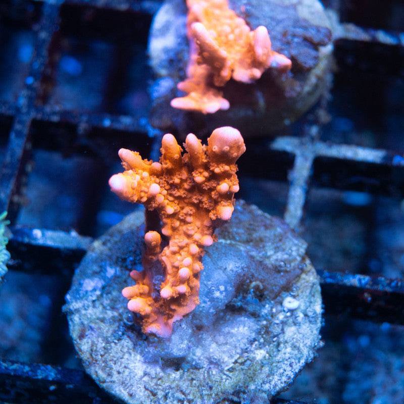 ACI Manilla spy monti - AquaGemCorals