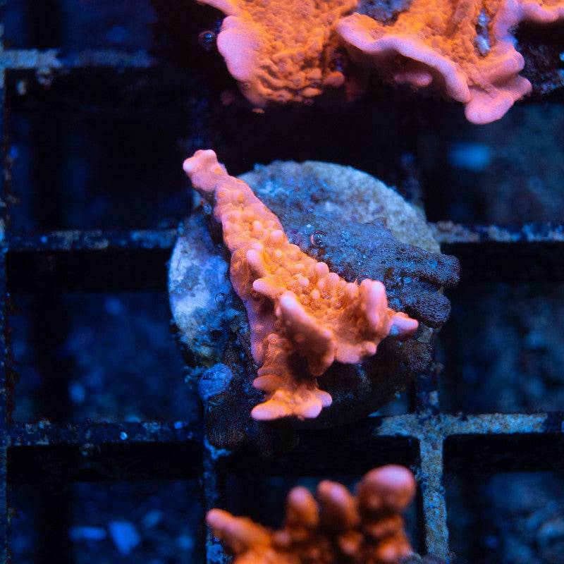 ACI Manilla spy monti - AquaGemCorals