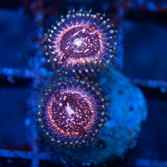 ACI Pixi Dust Zoa WYSIWYG coral from AquaGemCorals