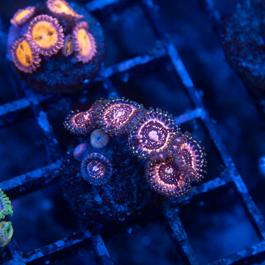 ACI Pixie Dust Zoanthid