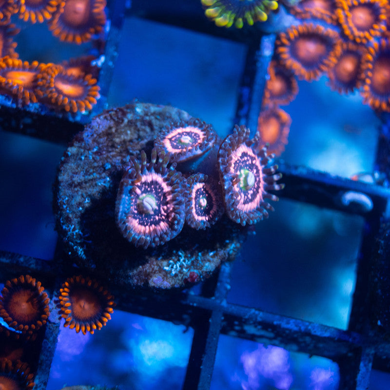 ACI Pixie Dust Zoanthid