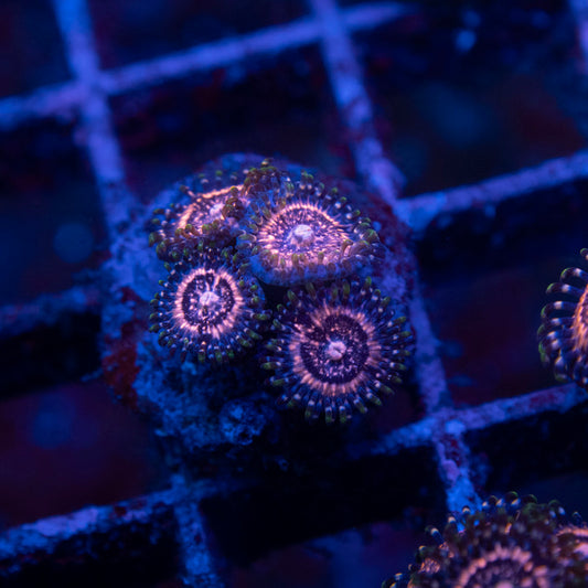 ACI Pixie Dust Zoanthid