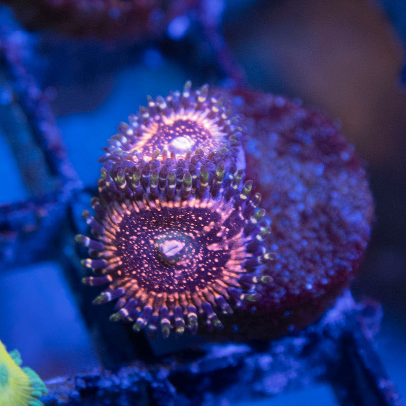 ACI Pixie Dust Zoanthid - AquaGemCorals