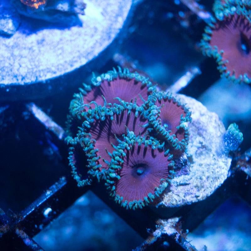 ACI Purple Urple Palythoa - AquaGemCorals