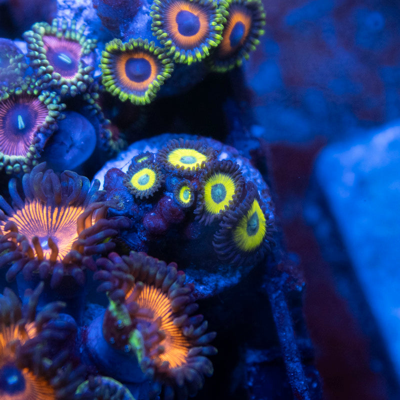 ACI Zombie Banana Zoanthid