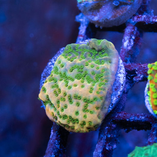 ACI Tropicana Montipora