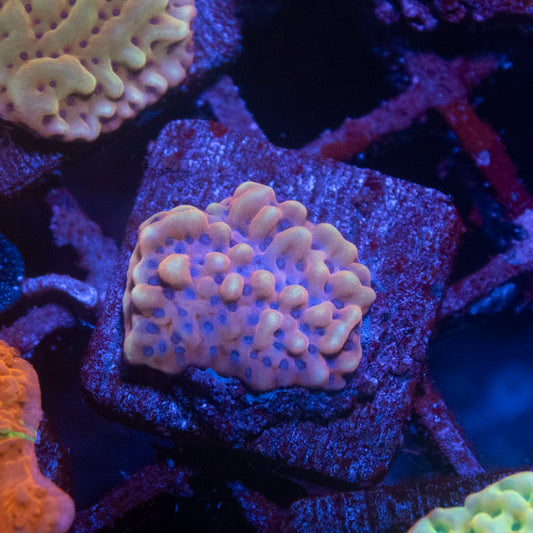 AFTERBURNER MONTIPORA