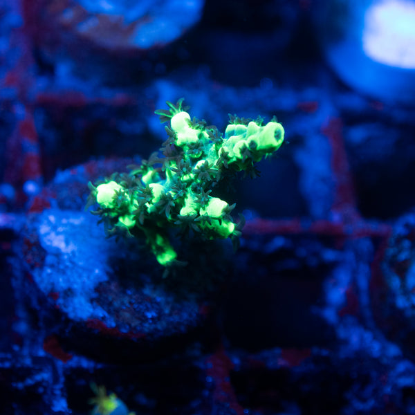 AGC Glow Stick Acropora