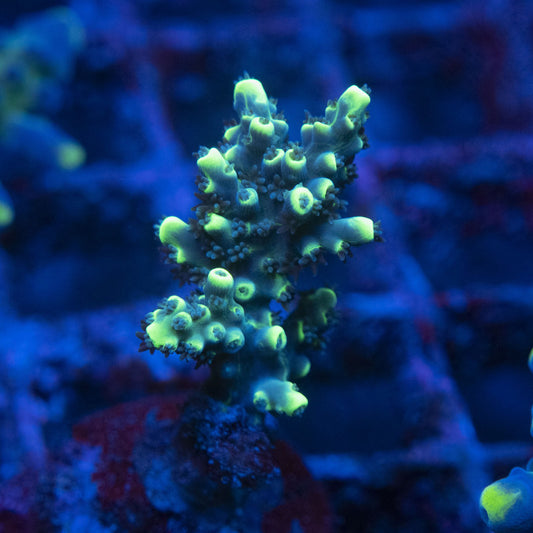 AGC Glow Stick Acropora WYSIWYG live coral for sale at AquaGemCorals