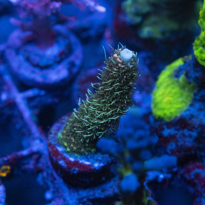 AGC Orange Sherbet Milli Acropora WYSIWYG live coral for sale at AquaGemCorals
