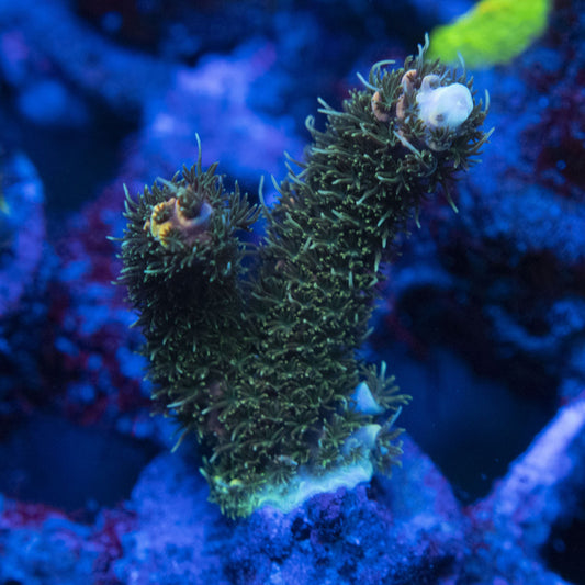 AGC Orange Sherbet Milli Acropora WYSIWYG live coral for sale at AquaGemCorals