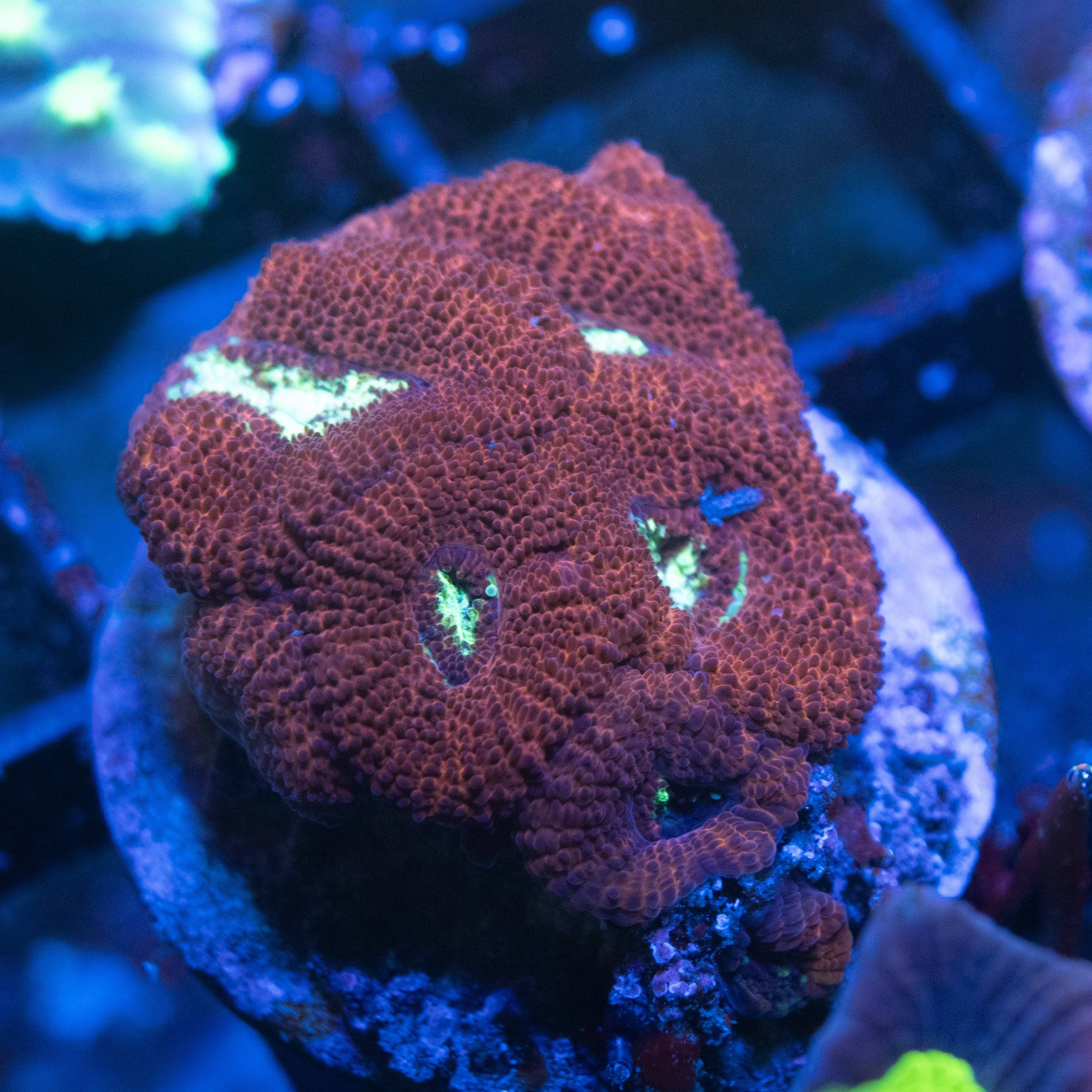 All Coral AquaGemCorals