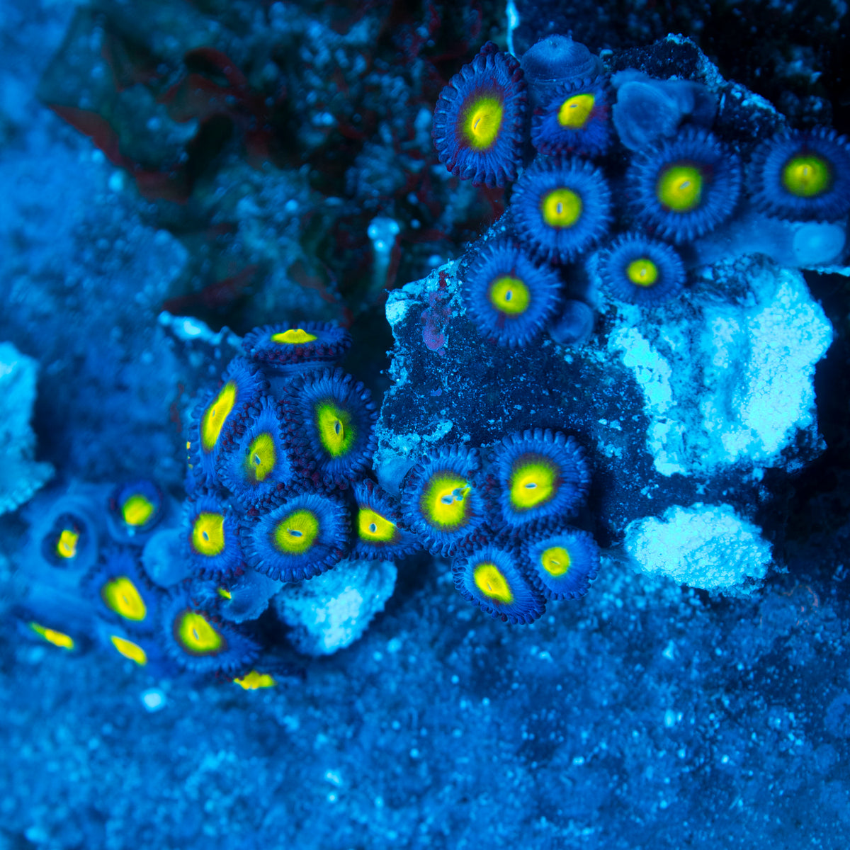 AOI Zoa Rock live reef coral - AquaGemCorals