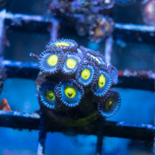 AOI Zoanthids - AquaGemCorals