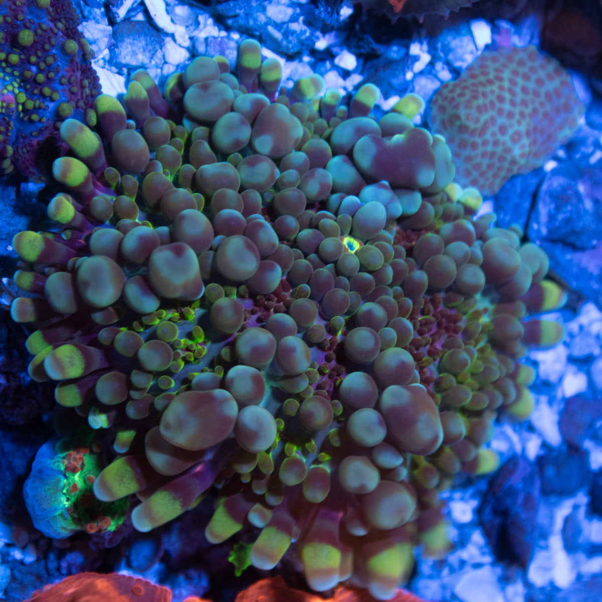 Alien Bubblegum Ricordea coral frag from AquaGem Corals