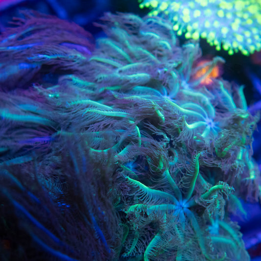 Anthelia Coral WYSIWYG coral from AquaGemCorals