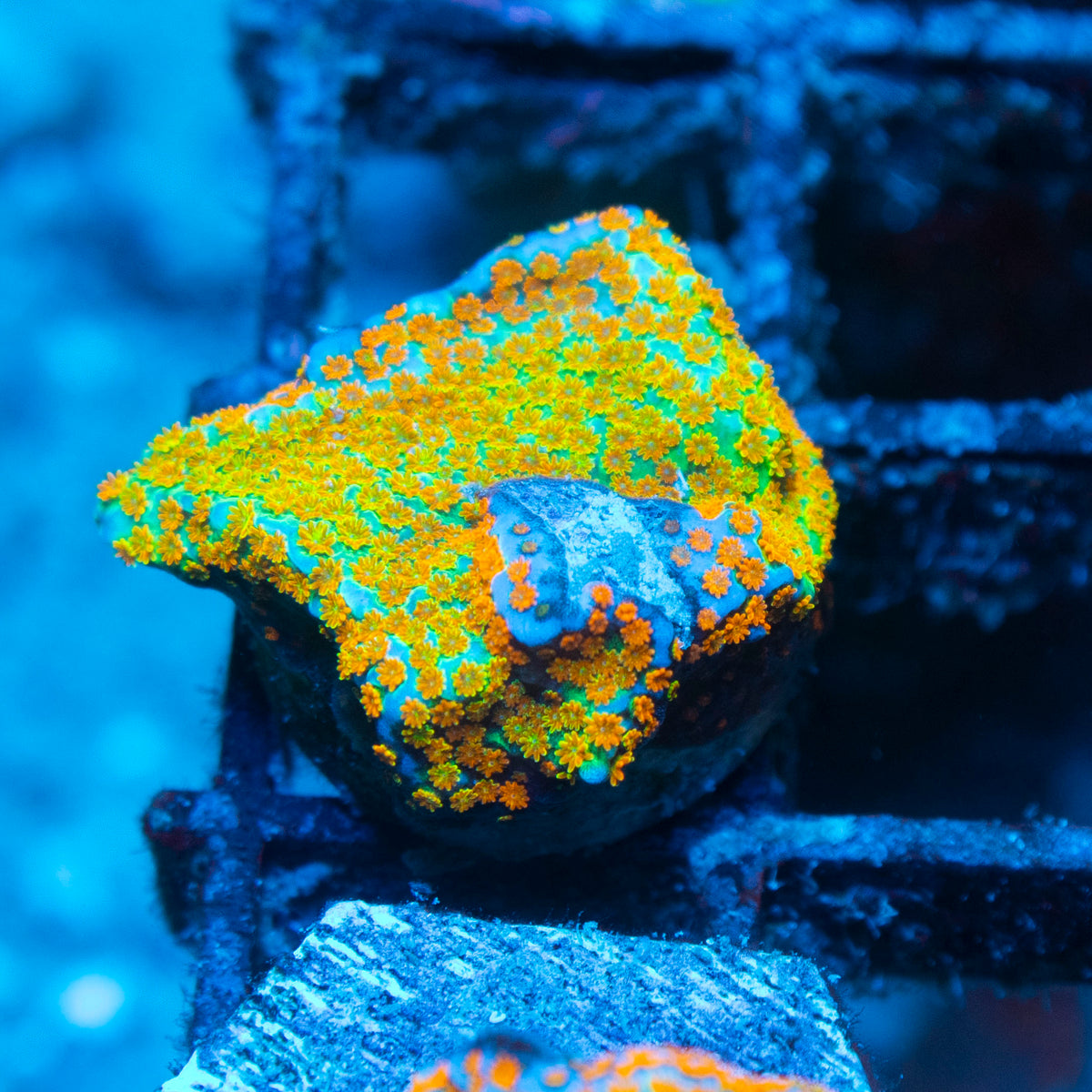 Aquaman Monti live reef coral - AquaGemCorals