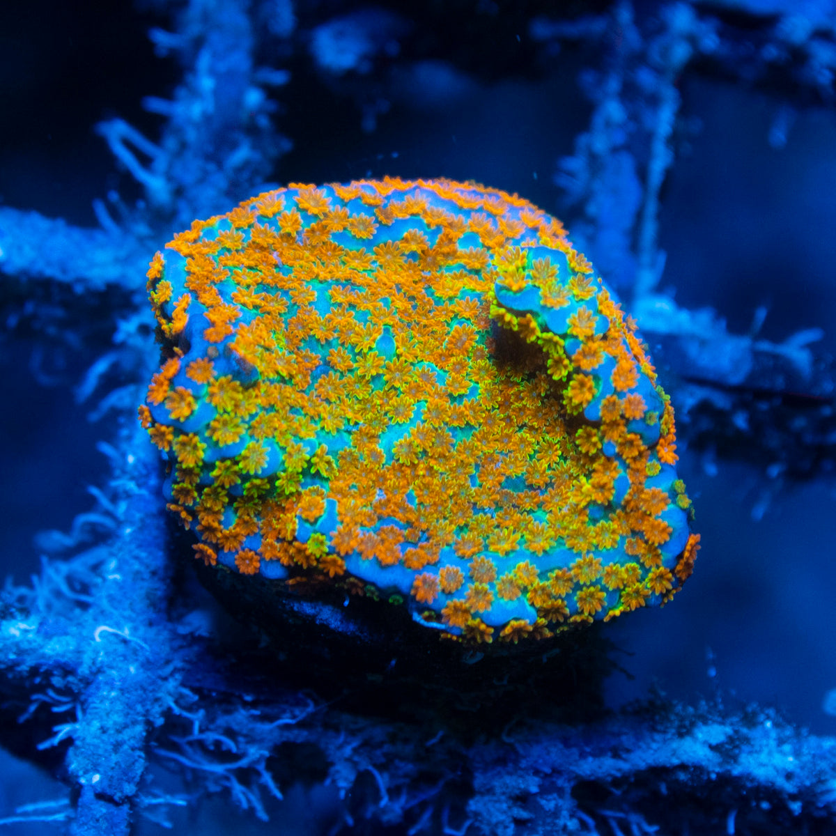 Aquaman Monti live reef coral - AquaGemCorals