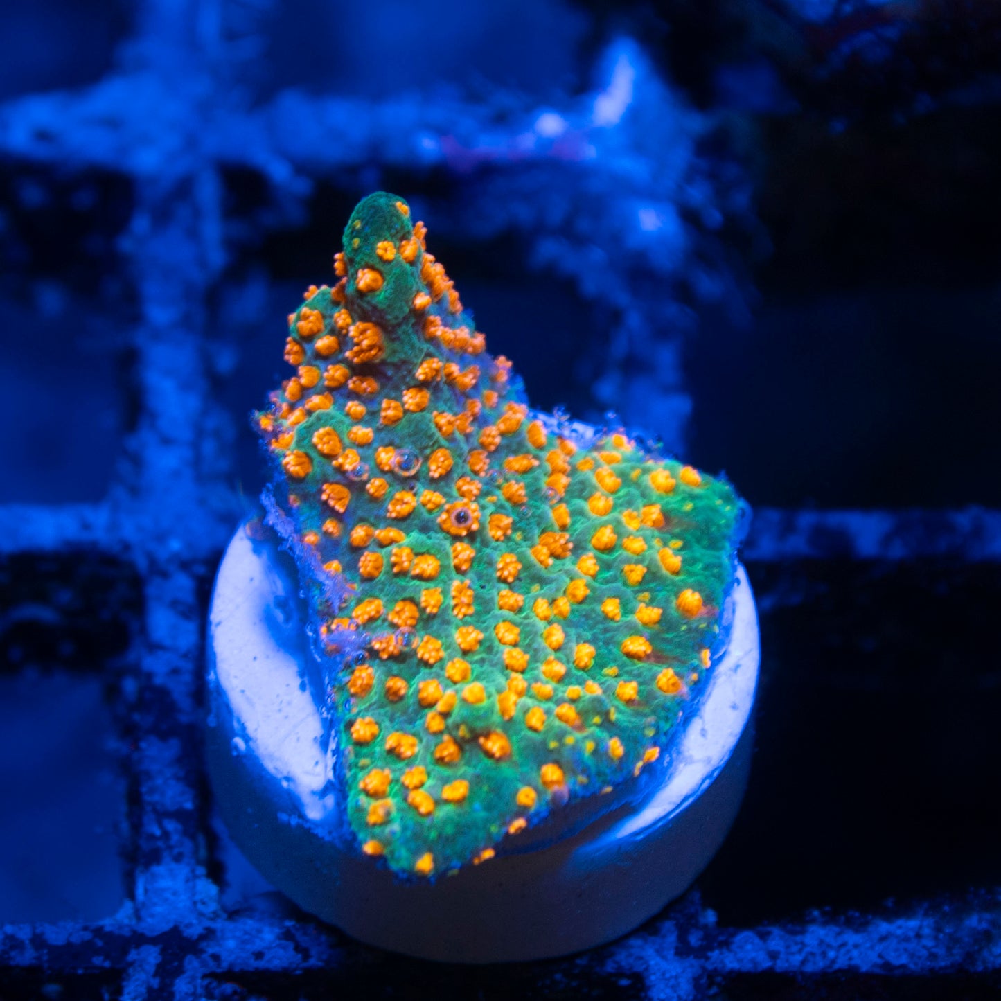 Aquaman Montiopora live coral for saltwater reef aquarium
