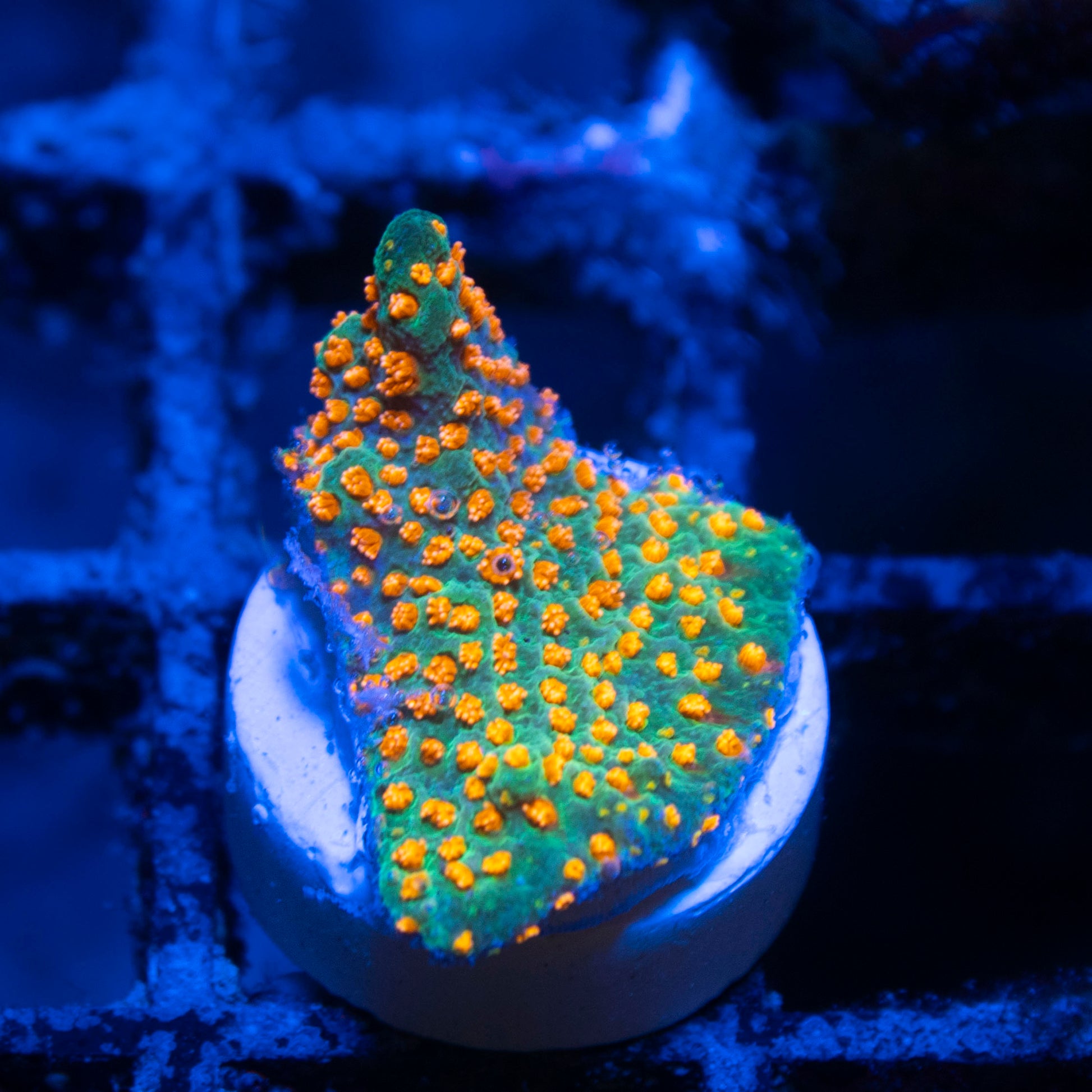 Aquaman Montiopora live coral for saltwater reef aquarium