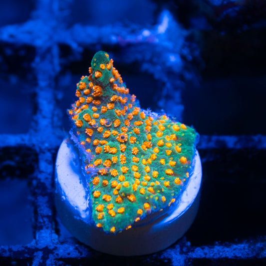 Aquaman Montiopora live coral for saltwater reef aquarium