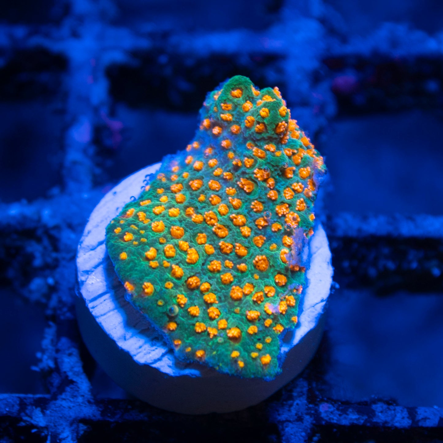 Aquaman Montiopora live coral for saltwater reef aquarium