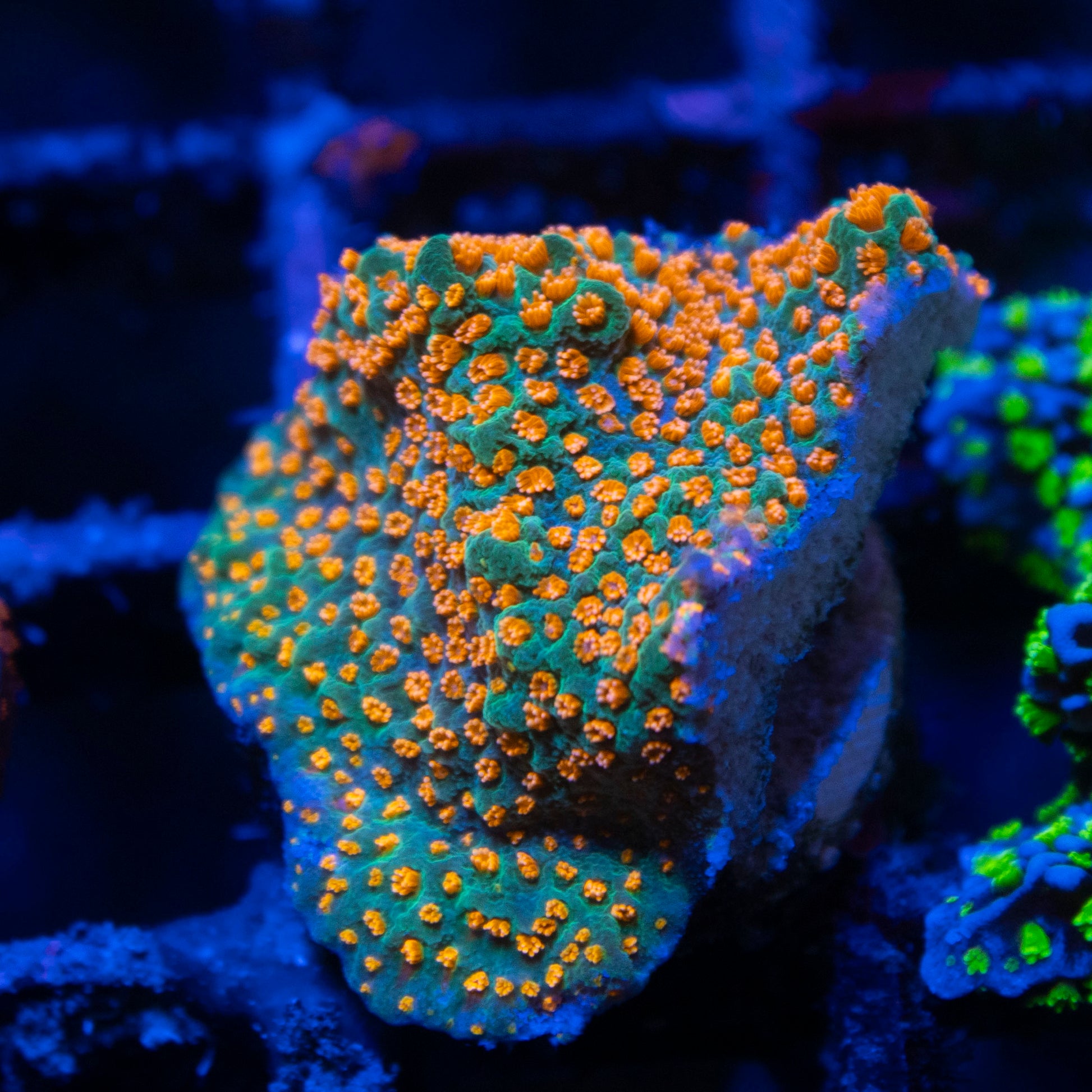 Aquaman Montiopora live coral for saltwater reef aquarium